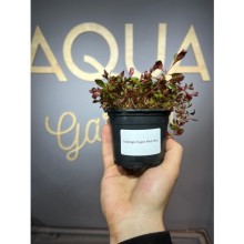 Ludwigia mini super red ( saksı )