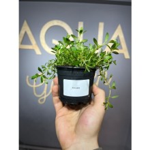 Ludwigia Arcuata ( saksı )