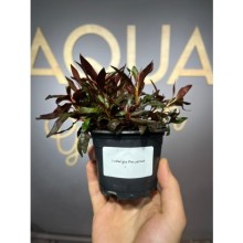 Ludwigia peruensis ( saksı )