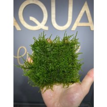 Mini christmas moss ( 10x10 tele sarılı )