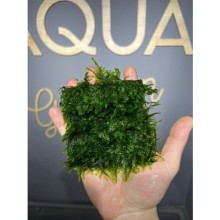 Pilo moss ( 10x10 tele sarılı )