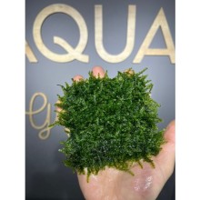 Vesicularia ferrieri weeping moss ( 10x10 tele sarılı )