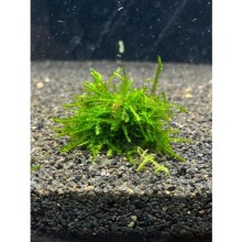 Vesicularia ferrieri weeping moss ( kayaya sarılı )