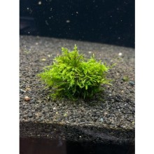 Christmas moss ( kayaya sarılı )