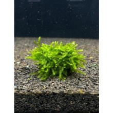 Pilo moss ( kayaya sarılı )