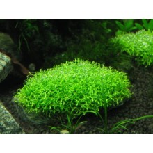 Riccia Moss 50cc Kapta Porsiyon