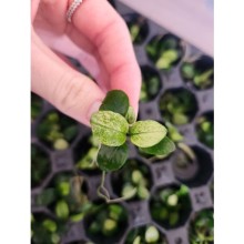 Anubias nana pinto 1 kök canlı bitki ( 1-2 cm )