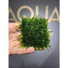 Weeping moss ( 5x5 tele sarılı )