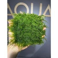 Peacock Moss ( 10x10 tele sarılı )