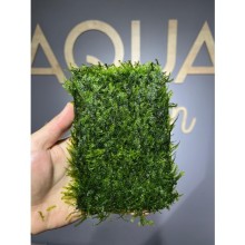 Pilo moss ( 15x10 tele sarılı )