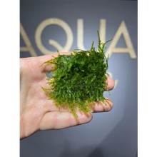 Spiky moss ( 5x5 tele sarılı )