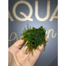 Mini christmas moss ( kayaya sarılı )