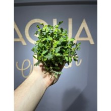 Hygrophila pinnatifida ( saksı )