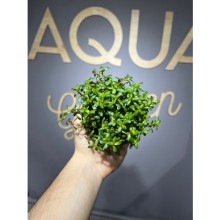 Ammannia / Rotala bonsai ( saksı )