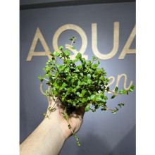 Rotala H\'ra ( saksı )