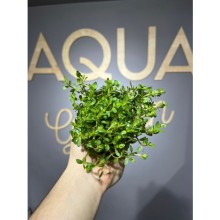 Rotala colorata ( saksı )