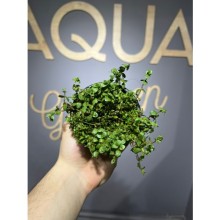 Rotala macrandra ( saksı )