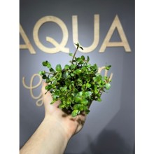 Rotala rotundifolia reddish vietnam ( saksı )