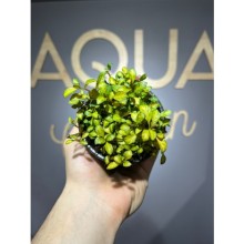 Ludwigia sp. White ( saksı )