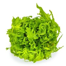 Hygrophila odora ( özel tür )  vitro 100cc/H58
