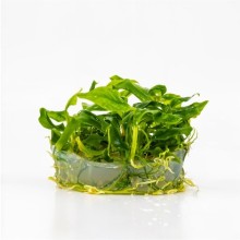 Anubias glabra mini vitro 100cc/A45