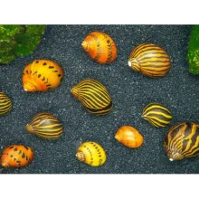  Nerite salyangozu karışık desen 5 adet ( kargoda sorumluluk size aittir garanti vermiyoruz ))