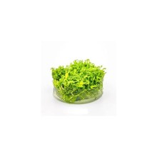 Dennerle Plants - Riccia fluitans PLANTIT! In Vitro Cup