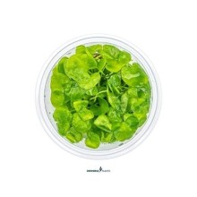 Dennerle Plants - Nymphoides sp. Taiwan PLANTIT! In Vitro Cup