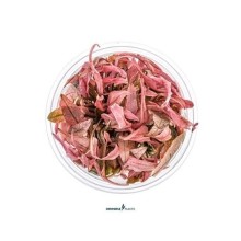 Dennerle Plants - Cryptocoryne sp. Flamingo PLANTIT! In Vitro Cup