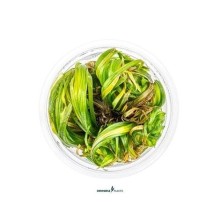Dennerle Plants - Blyxa japonica PLANTIT! In Vitro Cup
