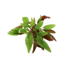 Dennerle Plants - Cryptocoryne affinis Dark Orange POT