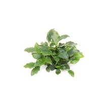 Dennerle Plants - Schismatoglottis prietoi POT