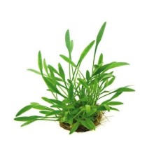 Dennerle Plants - Cryptocoryne parva POT