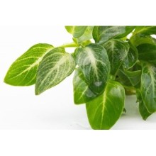 Dennerle Plants - Anubias barteri var. nana Stardust POT