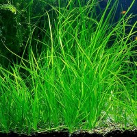 Vallisneria Nana 1 Bağ Canlı Bitki