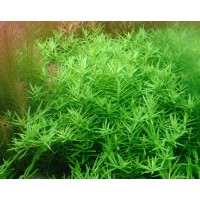 Rotala İndica Green 1 Bağ Canlı Bitki