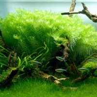 Rotala İndica Green 1 Bağ Canlı Bitki