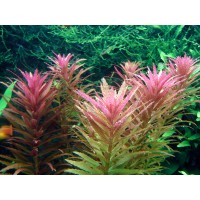 Limnophila Aromatica 1 Bağ Canlı Bitki