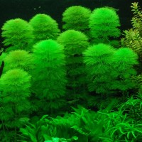 Limnophila Aquatica 1 Bağ -Canlı Bitki
