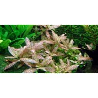 Hygrophila polysperma Rosanervis 1 Bağ-Orta Plan