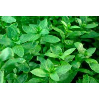 Hygrophila polysperma ´broad´ 1 Bağ-Orta Plan