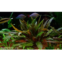 Cryptocoryne Petchii 1 bağ Zemin Bitkisi