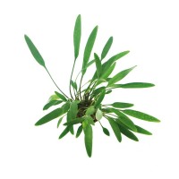 Cryptocoryne Lucens 1 Bağ Zemin Bitkisi