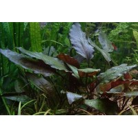 Cryptocoryne blassii 1 Bağ Zemin bitkisi