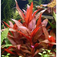 Alterrnanthera Reineckii 1 Bağ -Orta Plan Bitkisi