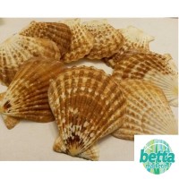 Radula Deniz Kabuğu 5 Adet