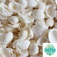 Y.Cockles Deniz Kabuğu 10 Adet