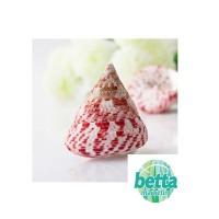 Red Conus Deniz Kabuğu 6 Adet
