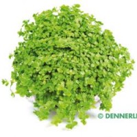 Dennerle Hemianthus callitrichoides´Cuba Saksı