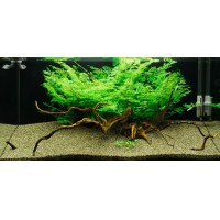 Ceratopteris thalicroides 1 kök Canlı Bitki / Nadir Tür